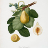 Fico gentile. [Ficus carica sativa ; Common Fig]
