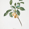 Susina Damaschina settembrina. [Prunus Damascena ; Plum]