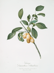 Susina Damaschina settembrina. [Prunus Damascena ; Plum]