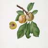 Susina Claudia. [Prunus Claudia ; Prune]