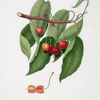 Ciliegia duracina rossa. [Cerasus cordiformis duracina ; Cherry]