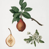 Pera Martin-secco. [Pyrus Pedemontana ; Pear]