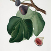 Pico Brogiotto nero. [Ficus carica ; Black Fig]