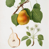 Pera campana. [Pyrus Pompeiana ; Pear]