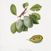 Susina Catelana. [Prunus Catalanica]