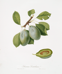 Susina Catelana. [Prunus Catalanica]