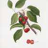 Ciliegia visciola. [Cerasus visciola ; Sour cherry]