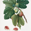 Fico rubado. [Ficus carica sativa ; Common fig]