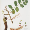 Carobba. [Ceratonia ; Ceratonia siliqua ; Carob, St. John's bread ; Locust bean]