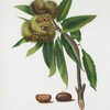 Castagna marrona. [Castanea sativa ; Spanish chestnut]