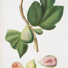 Fico paradiseo. [Ficus carica bifera ; Fig]