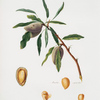 Mandorla premice. [Almond ; Guscio tenero]]