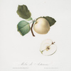 Mela di Astracan. [Malus astracanensis ; Apple]