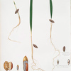 Germinazione del Dattero. [Date palm]