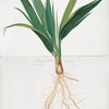 Pianta di Palma di un anno. [Date palm tree]