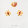 Pesco ibrida. Mela pesca, e Mela pesca noce. [Malus persica hybrida ; Nectarine]