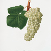 Uva Albarola Genovese. [Vitis vinifera genuensis ; White grape]