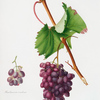 Uva Barbarossa. [Vitis vinifera ; Grape Barberossa]