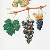 Uva bizzaria. [Vites vinifera bicolor ; Summer grape]
