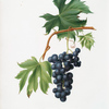 Uva brachetto. [Vitis vinifera niceaensis ; Brachetto grape]]