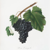 Uva Canajola. [Uva Canaiola ; Vitis vinifera etrusca ; Black Canaiolo]