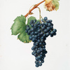 Nebbiolo Canavesano o, Uva Spana. [Vitis vinifera Pedemontana ; Grape Spanna or Nebbiolo grape]