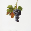 Uva di Canetto. [Uvetta di Caneto ; Vitis vinifera circumpadana ; Vespolina or Raisin grape]