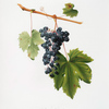 Uva Colorino. [Colore dolce ; Vitis vinifera auxiliaria ; Grape Colorino]