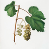 Uva Piccolito del Friuli. [Uva del Fruili o, Piccolito ; Vitis vinifera Forojuliensis ; Friuili grape]