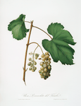 Uva Piccolito del Friuli. [Uva del Fruili o, Piccolito ; Vitis vinifera Forojuliensis ; Friuili grape]