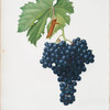Uva fuella di Nirra. [Belletto nero ; Vitis vinifera Bellettensis ; Fuella grapes]