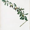 Uliva gentile. [Olea sativa Italica ; Olives]