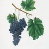 Uva Lacrima dolce. [Vitis vinifera Vallisarnensis ; Lacrima grapes]