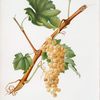 Uva Rossana di Nizza. [Vitis vinifera niceaensis ; Belleto bianco]