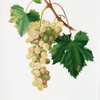Uva Salamanna. [Moscatellone di Spagna ; Vitis vinifera Moscata ; Muscat of Alexandria ; Muscat grape]