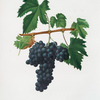 Uva Sangioveto. [Vitis vinifera etrusca ; Sangioveto grape]