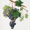 Uva trifera, o di tre Volte. [Vite trifera ; Viti vinifera vegetatione insana ; Vite d'Ischia ; Grape from Ischia]