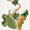 Uva Vermantino. [Vernaccia ; Vitis ligustica feracissima ; Vermentino grapes]