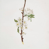 Fiore di Pero Moscatellino. [Musky pear flower]