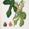 Fico vezzoso. [Ficus carica sativa ; Fico dattero - Vol. 3]