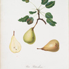 Pera pistacchina. [Pear]