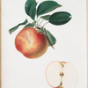 Mela panaja. [Mela panaia o, Mela flagellata ; Apple]