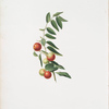 Giuggiola a frutto rotondo. [Zizphus vulgaris ; Chinese jujube]