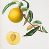 Cotogna Durana massima o, Giallona di Verona. [Persica Julodermis cotonea ; Giallona of Verona ; Peaches]