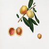 Pesco Mandorla. [Persica amygdalus ; Peach]