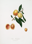 Pesco Mandorla. [Persica amygdalus ; Peach]