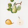 Pera Butirra Vernina. [Pero Luisa ; Pyrus Luisa ; Pear Butirra]