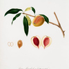 Pesca Mandorla a frutto gentile. [Persica amygdalus]