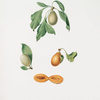Susina scaudatella. [Prunus hyemalis ; Damaschino vernino di Napoli]