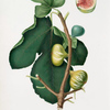 Fico Brogiotto. [Fig with white peel ; Ficus carica sativa]